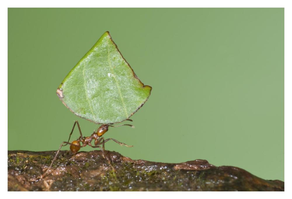Leafcutter Ant carrying leaf, Costa Rica-Paper Art-20"x14"