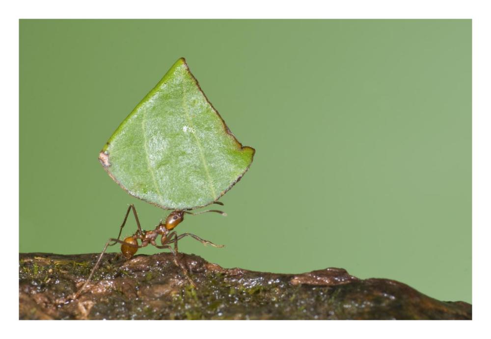 Leafcutter Ant carrying leaf, Costa Rica-Paper Art-26"x18"