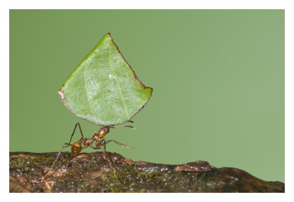 Leafcutter Ant carrying leaf, Costa Rica-Paper Art-32"x22"
