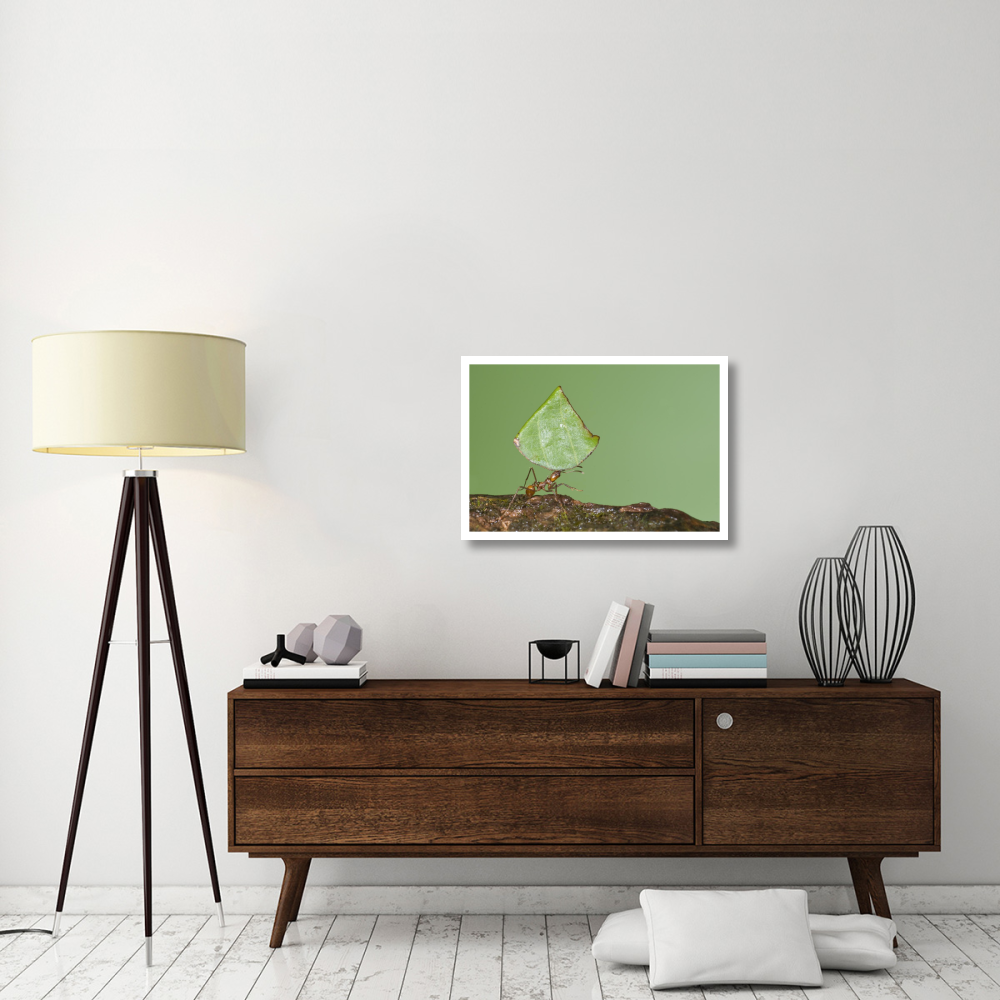 Leafcutter Ant carrying leaf, Costa Rica-Paper Art-32&quotx22"