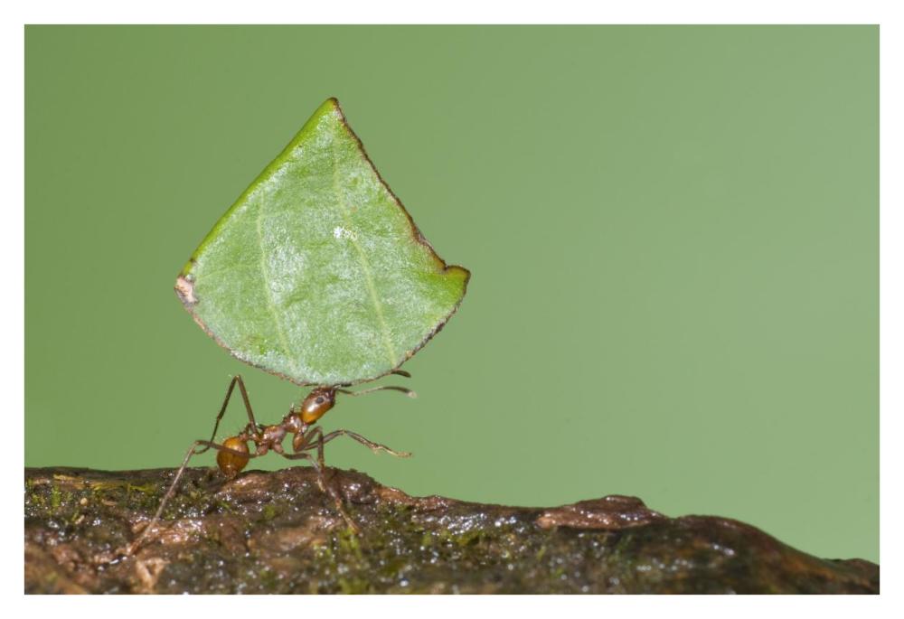 Leafcutter Ant carrying leaf, Costa Rica-Paper Art-38"x26"