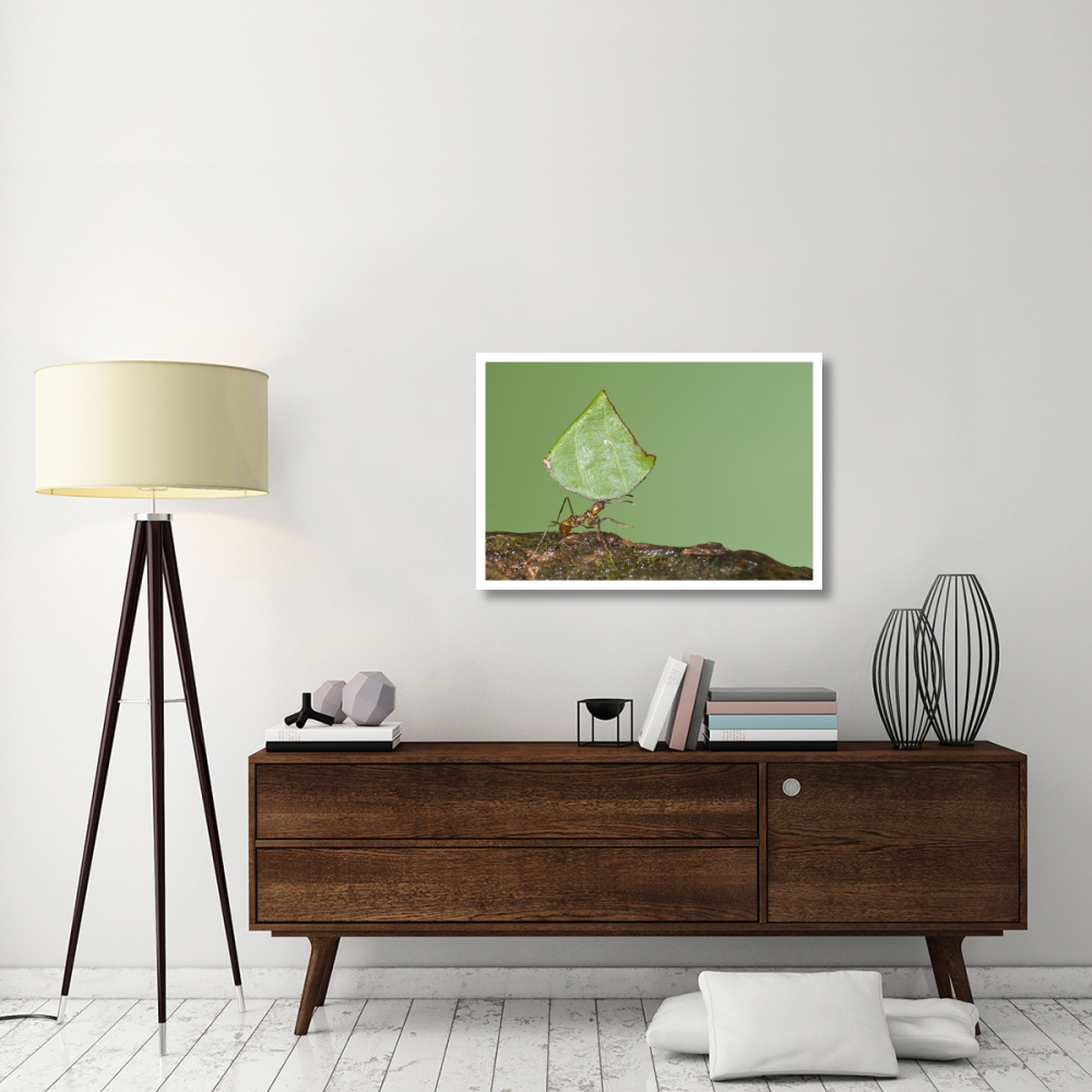 Leafcutter Ant carrying leaf, Costa Rica-Paper Art-38&quotx26"