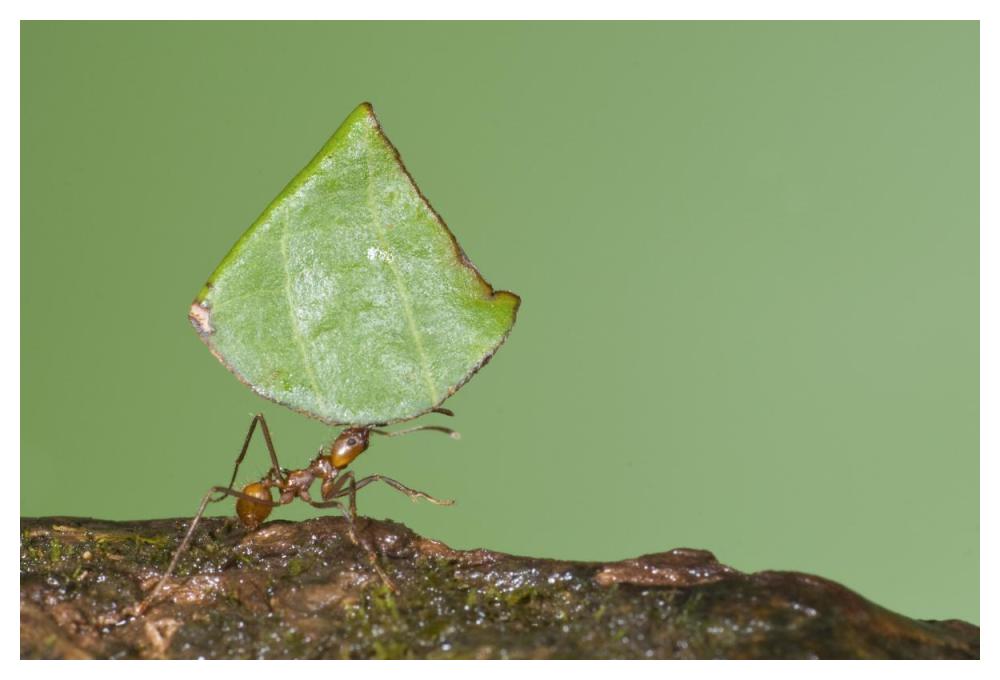 Leafcutter Ant carrying leaf, Costa Rica-Paper Art-50"x34"