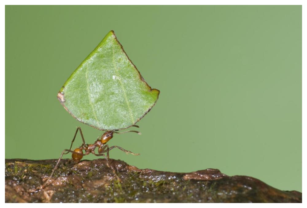 Leafcutter Ant carrying leaf, Costa Rica-Paper Art-62"x42"