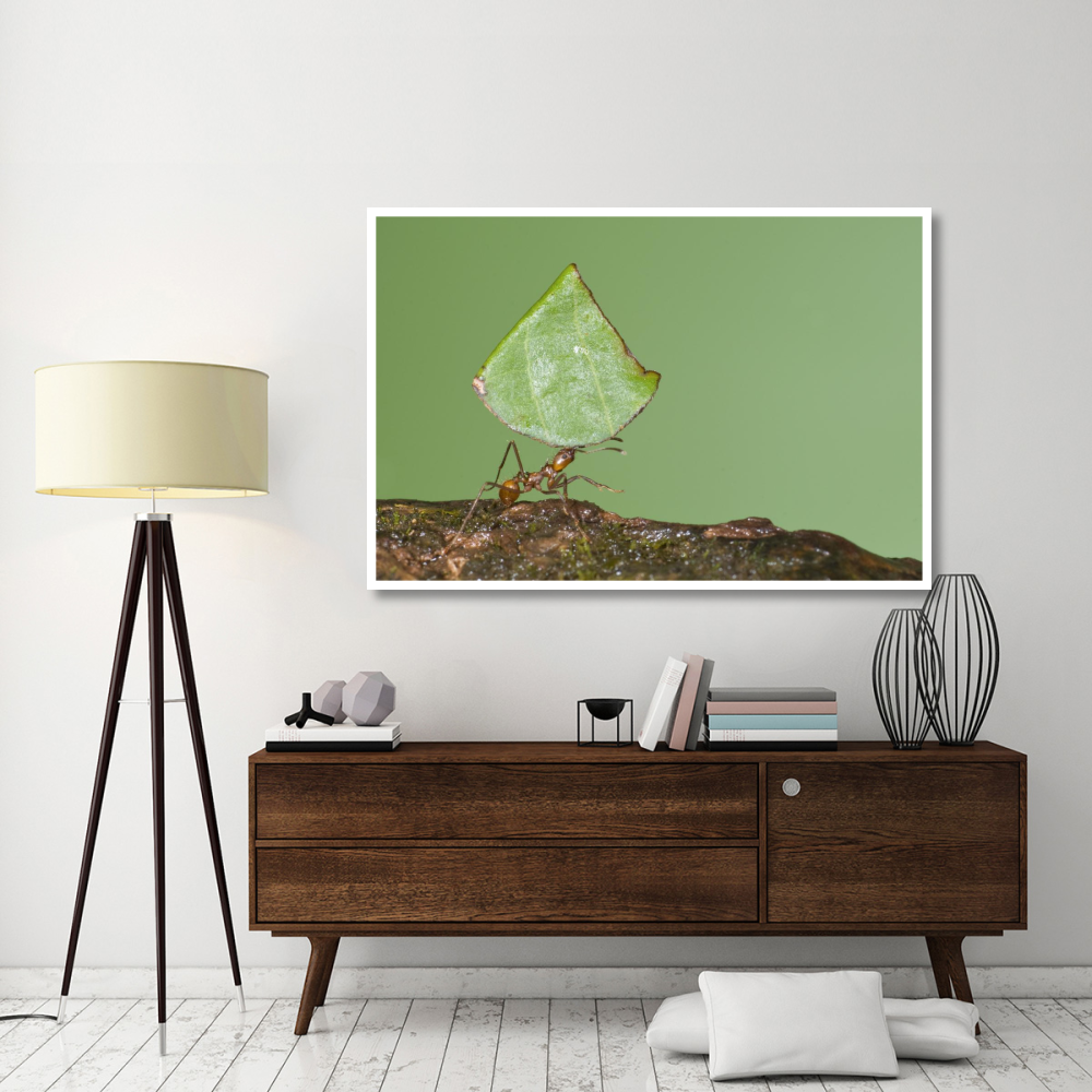 Leafcutter Ant carrying leaf, Costa Rica-Paper Art-62&quotx42"