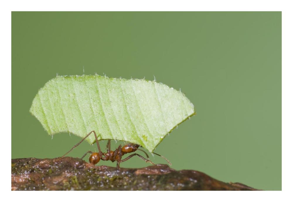 Leafcutter Ant carrying leaf, Costa Rica-Paper Art-26"x18"