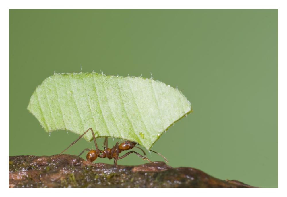 Leafcutter Ant carrying leaf, Costa Rica-Paper Art-32"x22"
