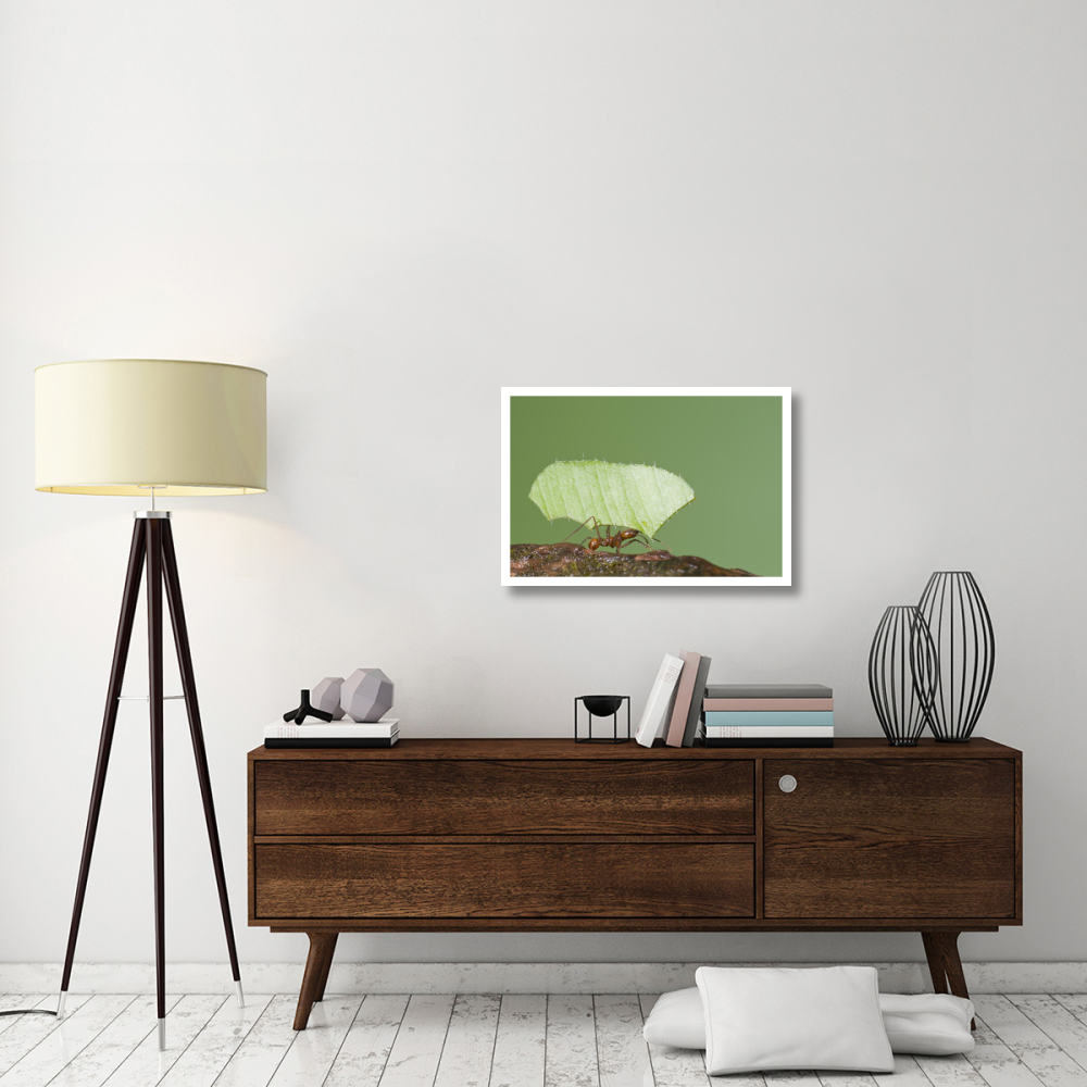 Leafcutter Ant carrying leaf, Costa Rica-Paper Art-32&quotx22"