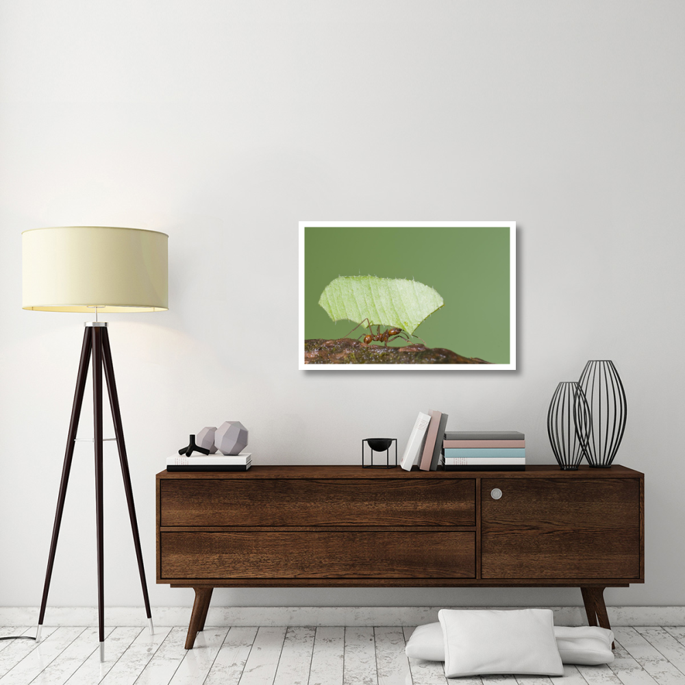 Leafcutter Ant carrying leaf, Costa Rica-Paper Art-38&quotx26"