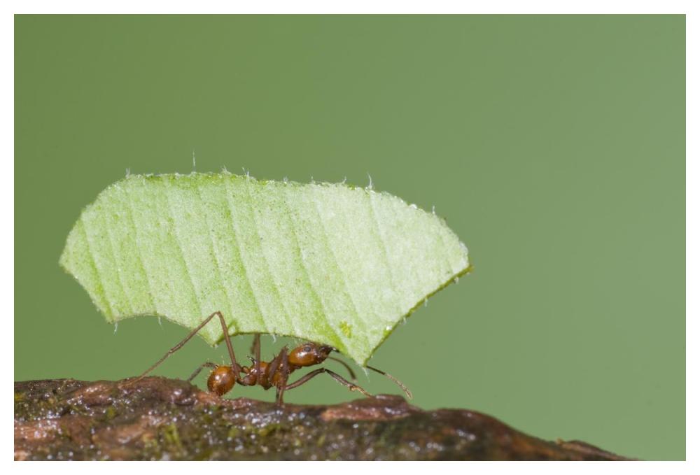 Leafcutter Ant carrying leaf, Costa Rica-Paper Art-50"x34"