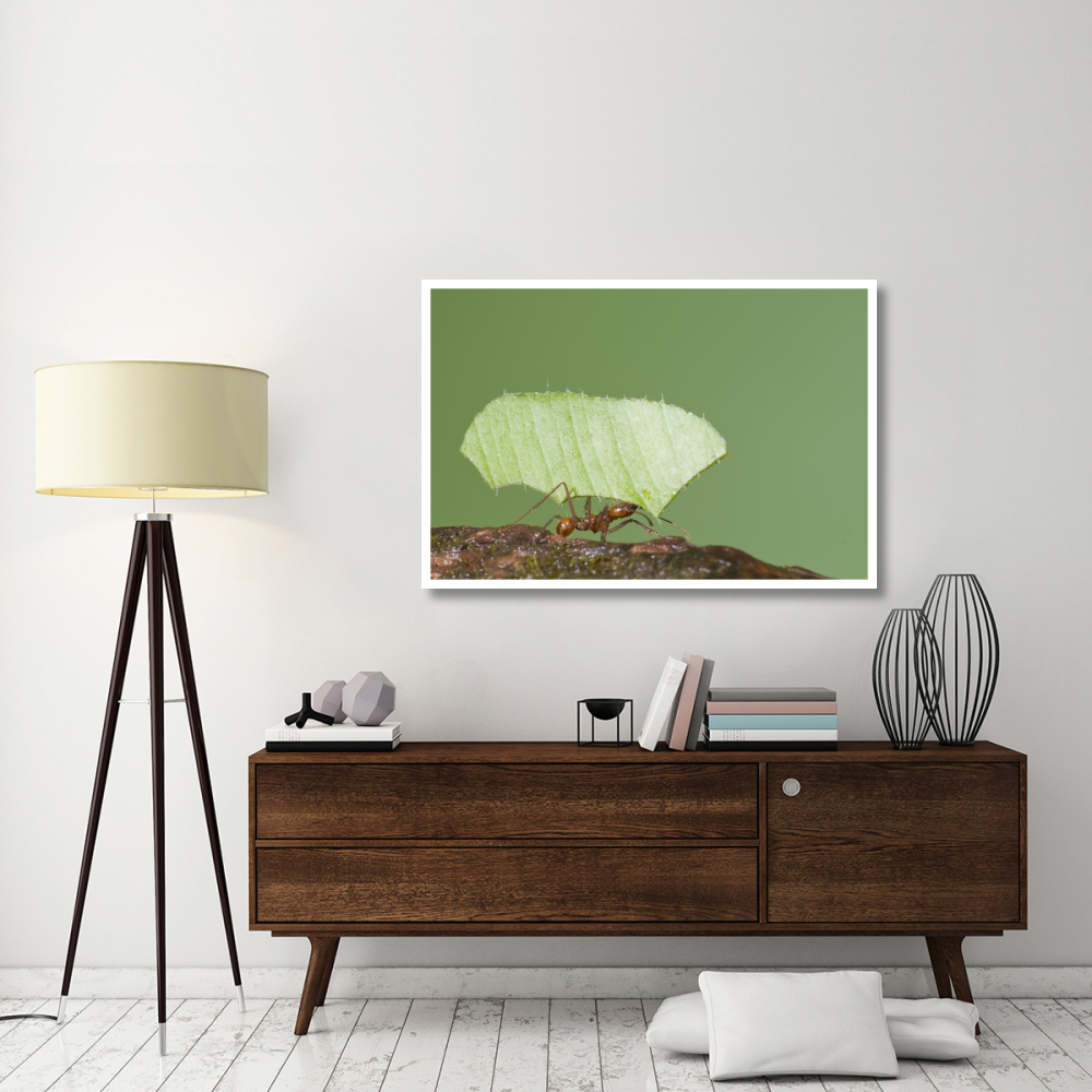 Leafcutter Ant carrying leaf, Costa Rica-Paper Art-50&quotx34"