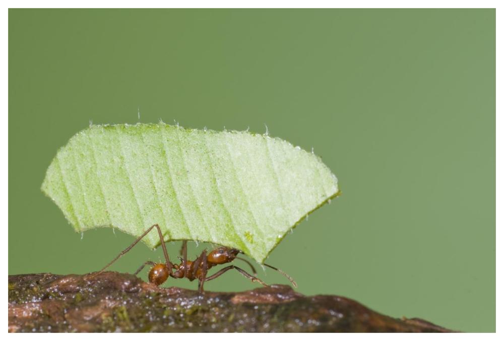 Leafcutter Ant carrying leaf, Costa Rica-Paper Art-62"x42"