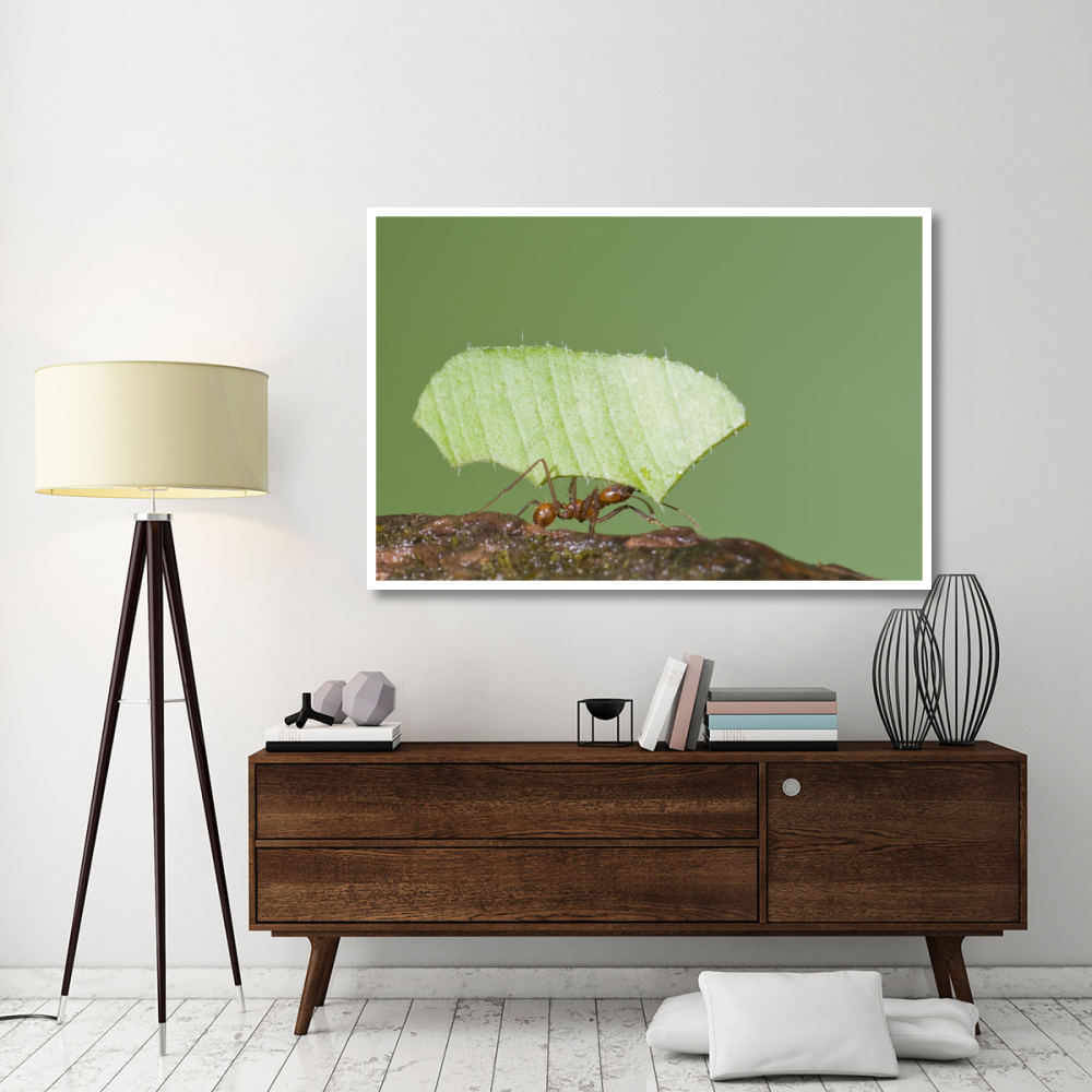 Leafcutter Ant carrying leaf, Costa Rica-Paper Art-62&quotx42"