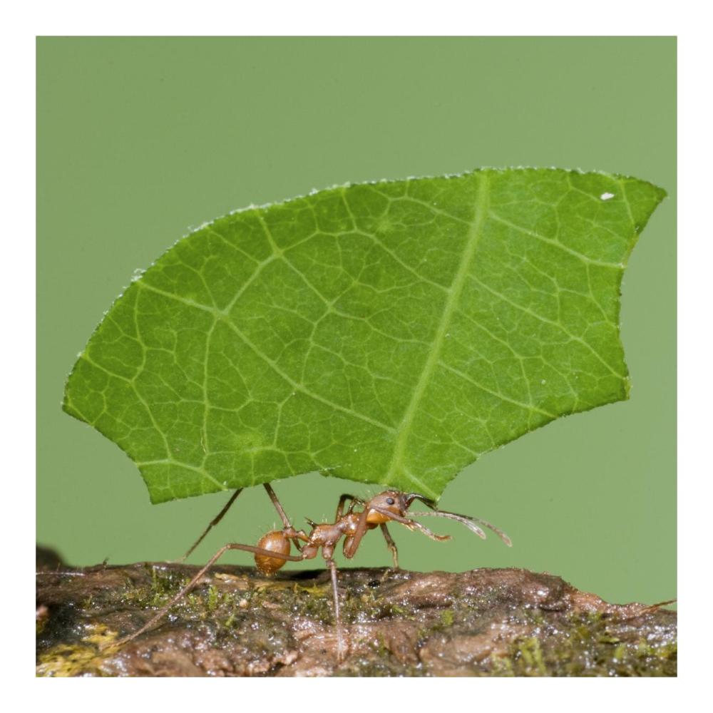 Leafcutter Ant carrying leaf, Costa Rica-Paper Art-20"x20"