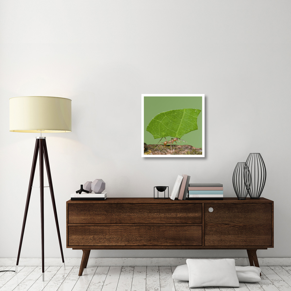 Leafcutter Ant carrying leaf, Costa Rica-Paper Art-26&quotx26"