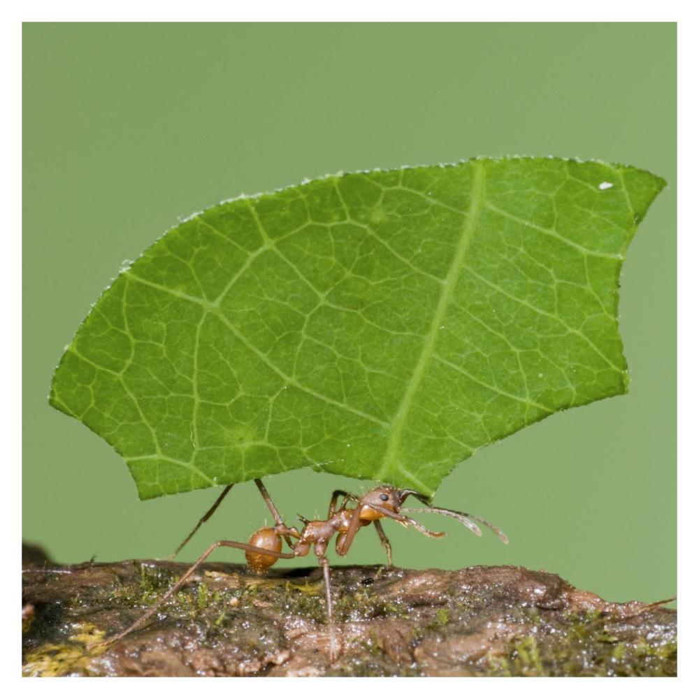 Leafcutter Ant carrying leaf, Costa Rica-Paper Art-32"x32"