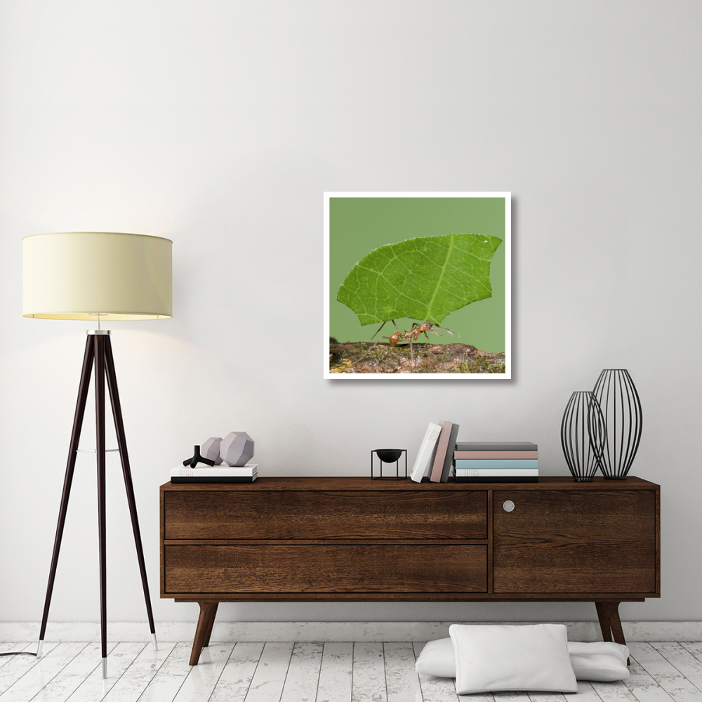 Leafcutter Ant carrying leaf, Costa Rica-Paper Art-32&quotx32"