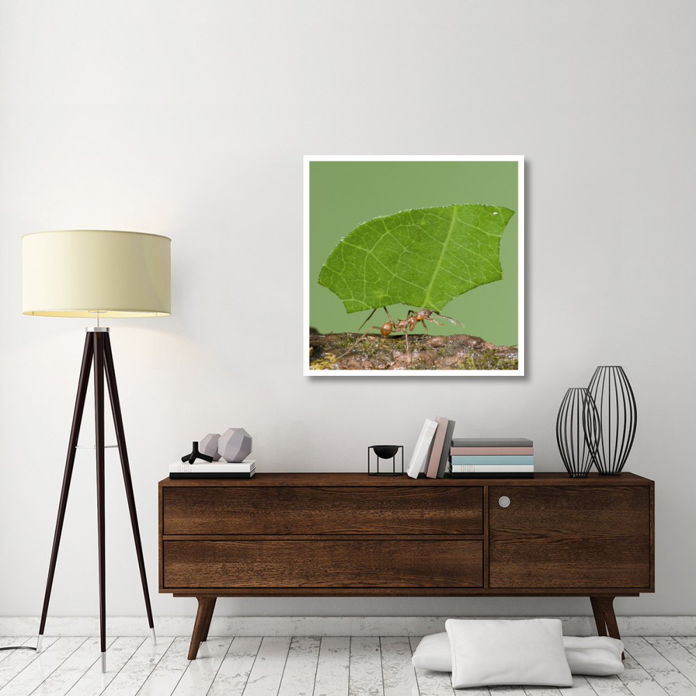 Leafcutter Ant carrying leaf, Costa Rica-Paper Art-38&quotx38"