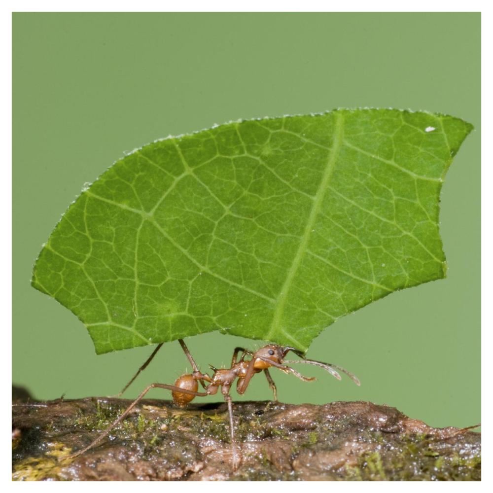 Leafcutter Ant carrying leaf, Costa Rica-Paper Art-42"x42"