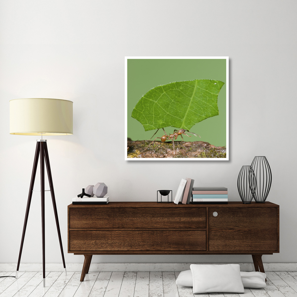 Leafcutter Ant carrying leaf, Costa Rica-Paper Art-42&quotx42"