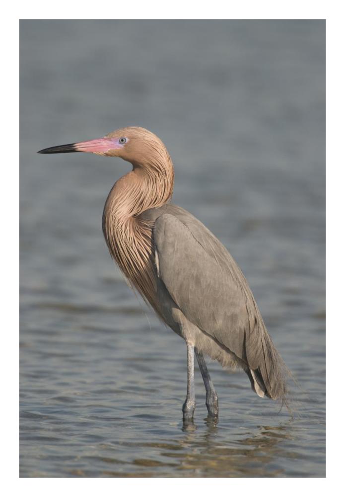Reddish Egret, Fort Desoto Park, Florida-Paper Art-18"x26"