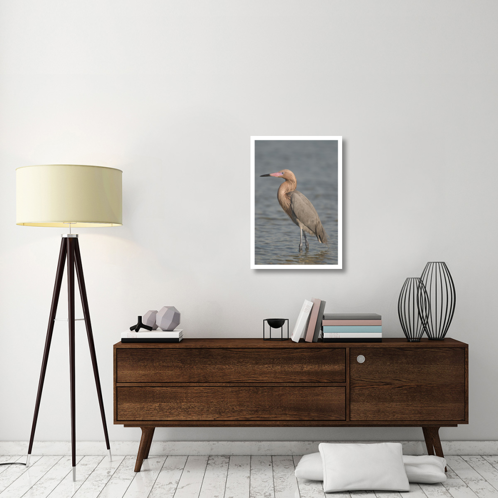 Reddish Egret, Fort Desoto Park, Florida-Paper Art-22&quotx32"