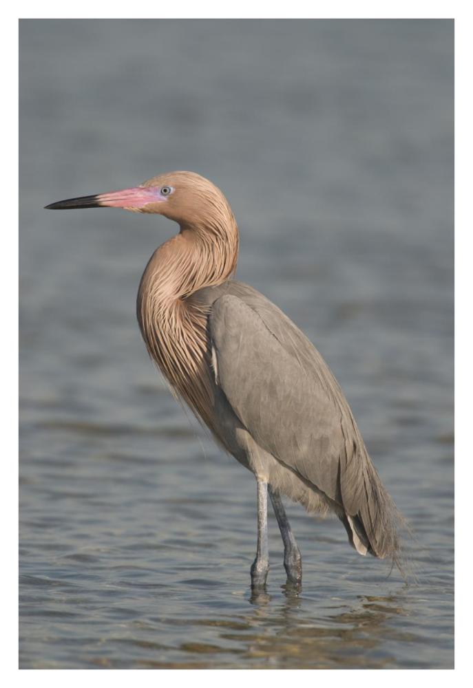 Reddish Egret, Fort Desoto Park, Florida-Paper Art-26"x38"