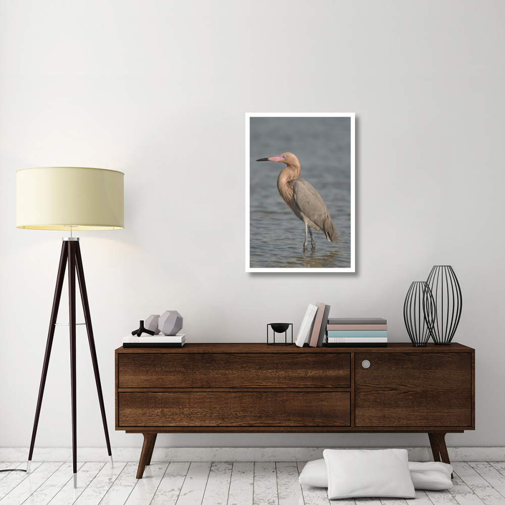 Reddish Egret, Fort Desoto Park, Florida-Paper Art-26&quotx38"