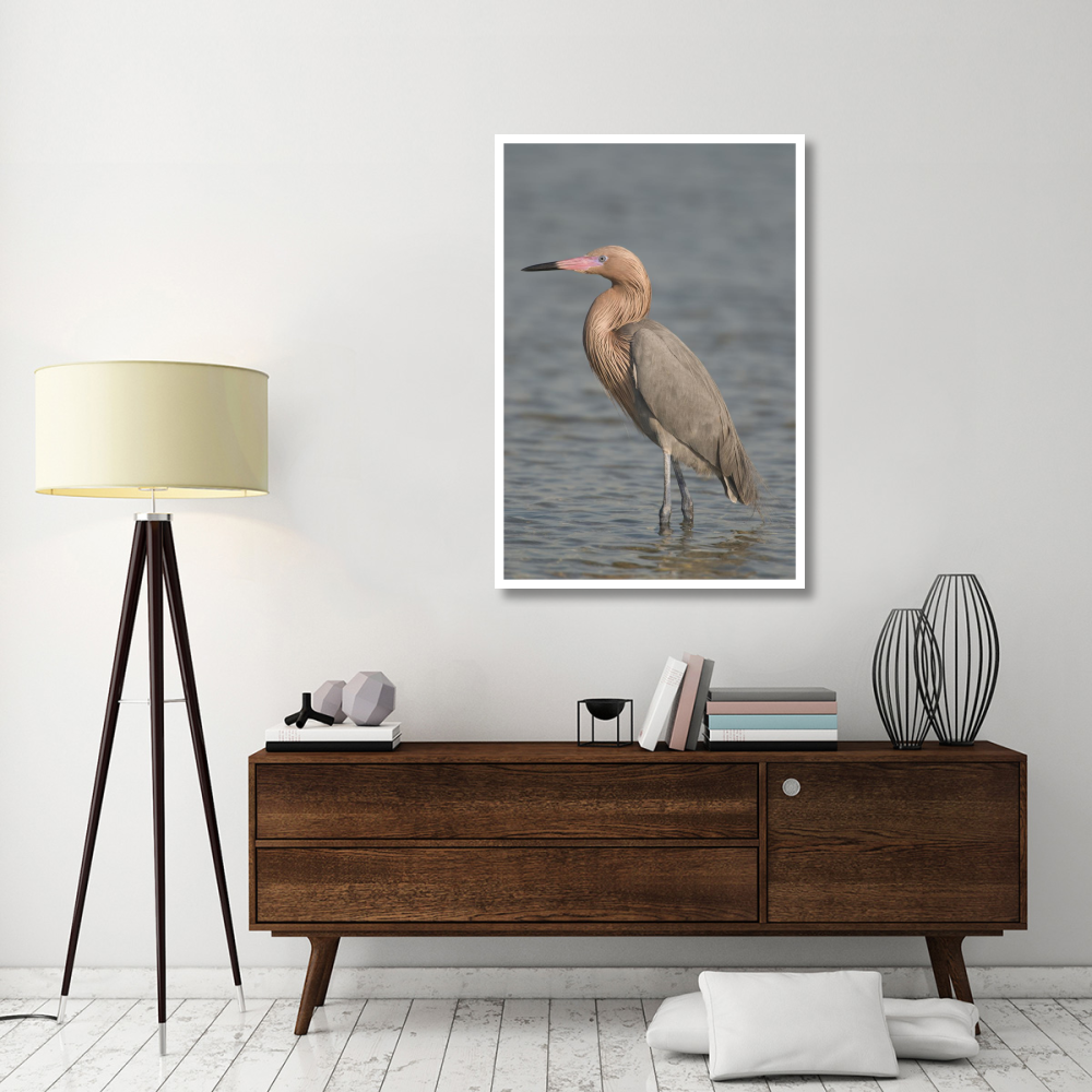 Reddish Egret, Fort Desoto Park, Florida-Paper Art-34&quotx50"