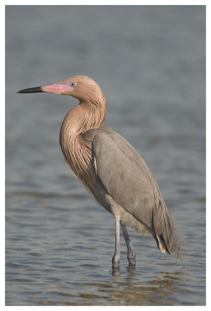 Reddish Egret, Fort Desoto Park, Florida-Paper Art-42"x62"