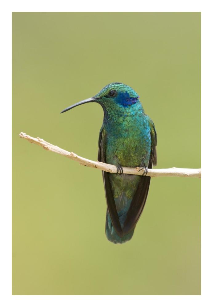 Green Violet-ear hummingbird, Costa Rica-Paper Art-18"x26"