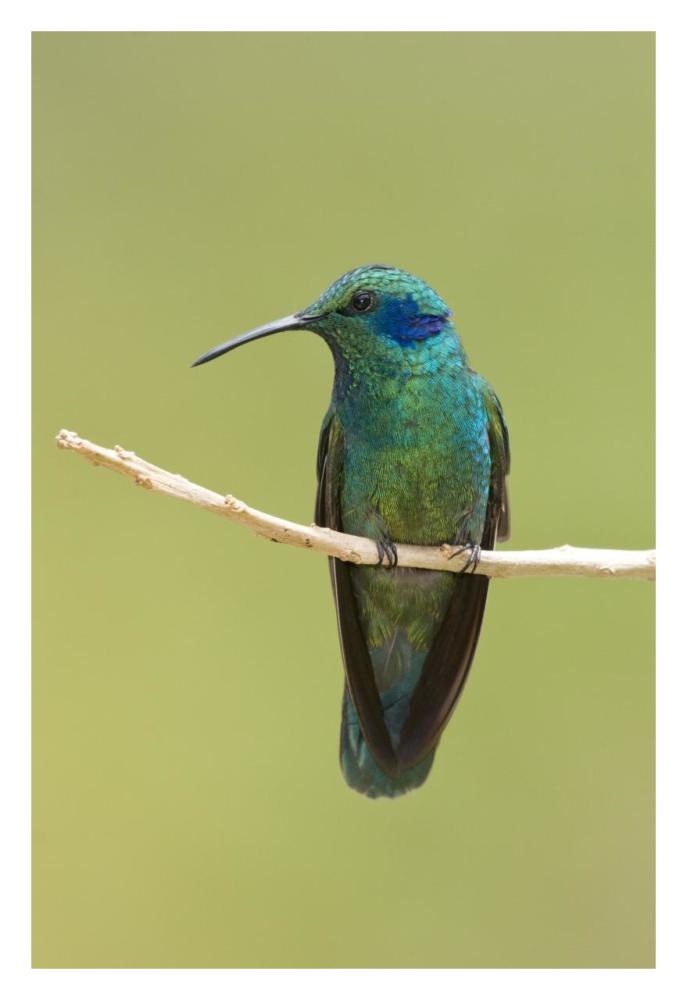 Green Violet-ear hummingbird, Costa Rica-Paper Art-22"x32"