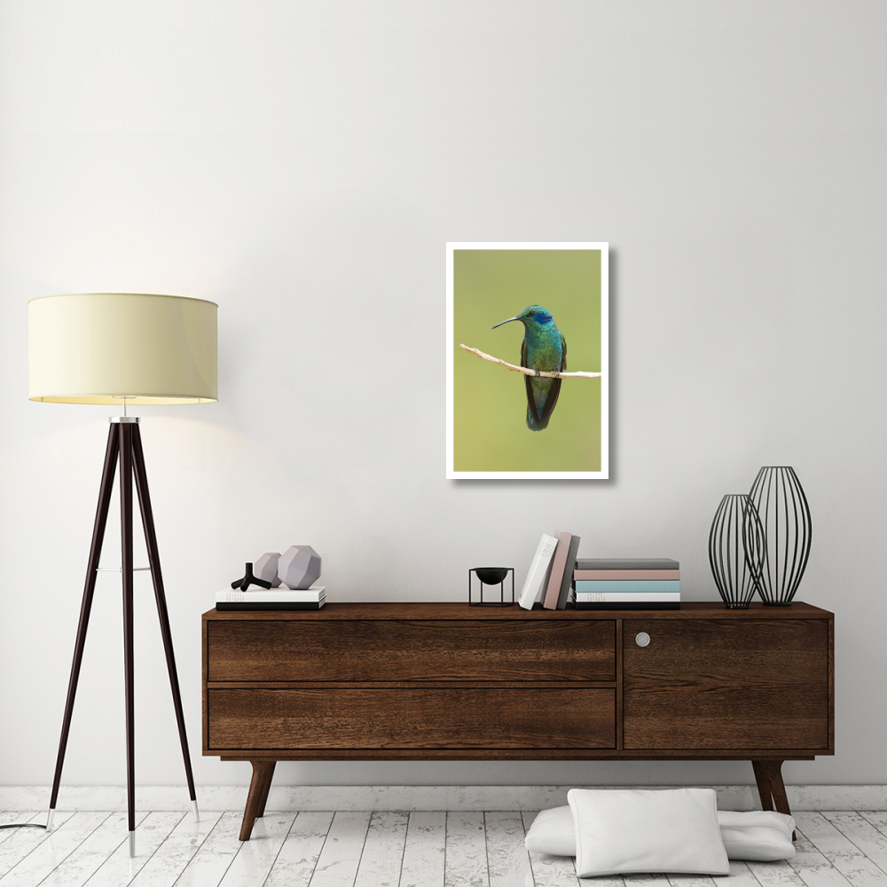 Green Violet-ear hummingbird, Costa Rica-Paper Art-22&quotx32"