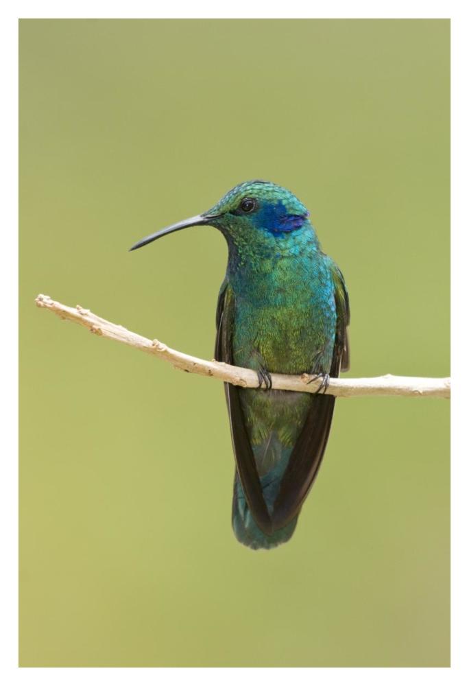 Green Violet-ear hummingbird, Costa Rica-Paper Art-26"x38"