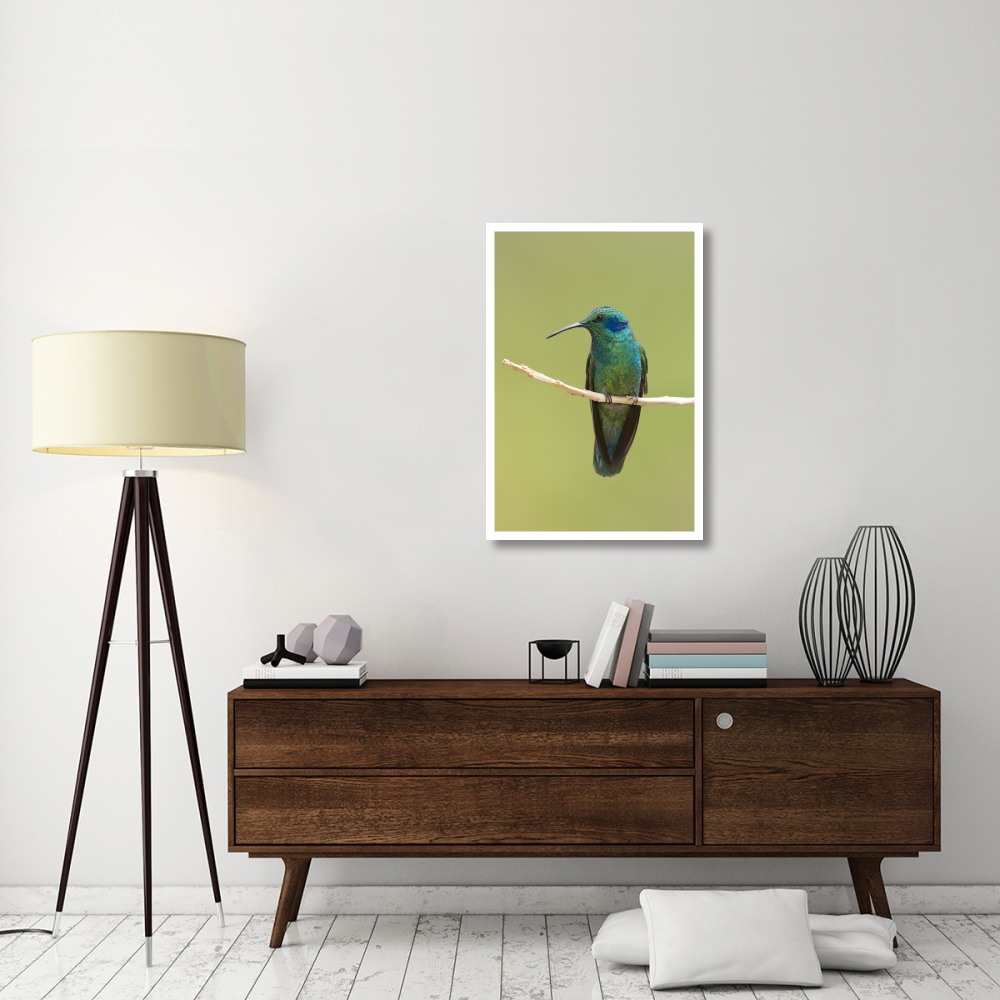 Green Violet-ear hummingbird, Costa Rica-Paper Art-26&quotx38"