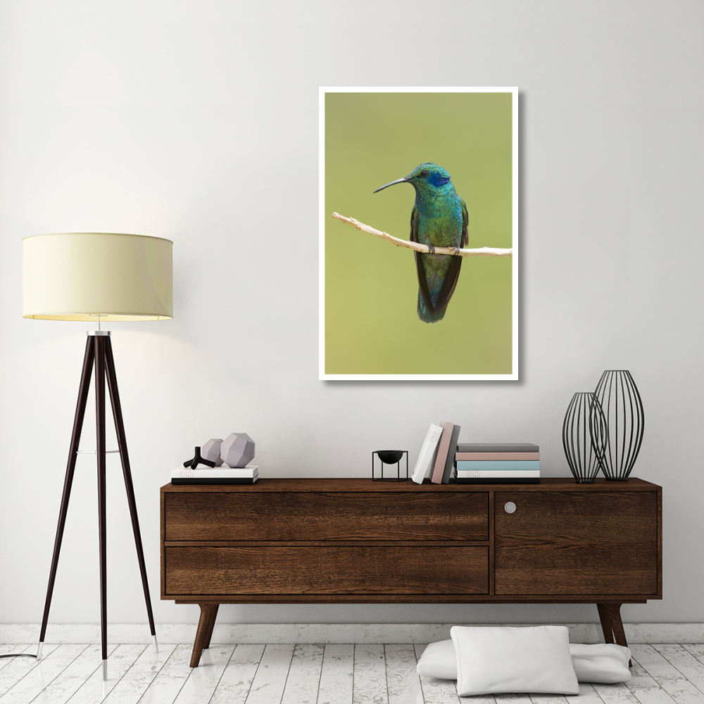 Green Violet-ear hummingbird, Costa Rica-Paper Art-34&quotx50"