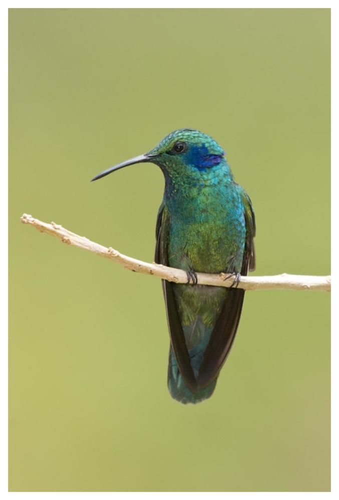 Green Violet-ear hummingbird, Costa Rica-Paper Art-42"x62"