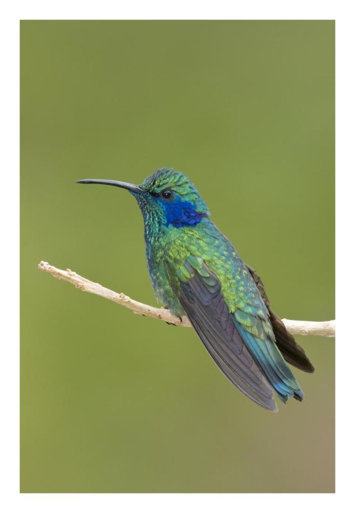 Green Violet-ear hummingbird, Costa Rica-Paper Art-18"x26"