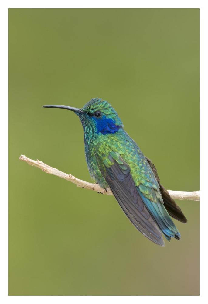 Green Violet-ear hummingbird, Costa Rica-Paper Art-26"x38"