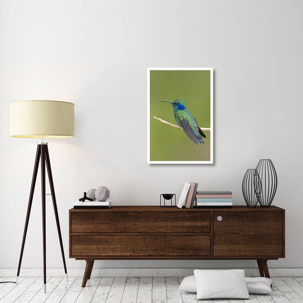 Green Violet-ear hummingbird, Costa Rica-Paper Art-26&quotx38"