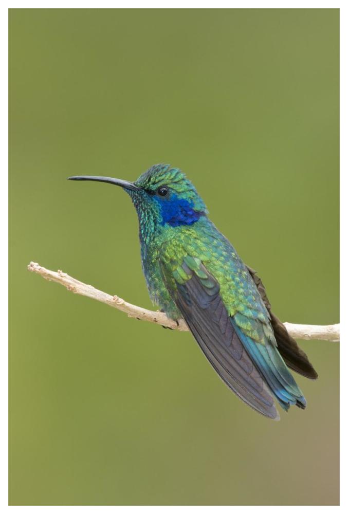 Green Violet-ear hummingbird, Costa Rica-Paper Art-42"x62"