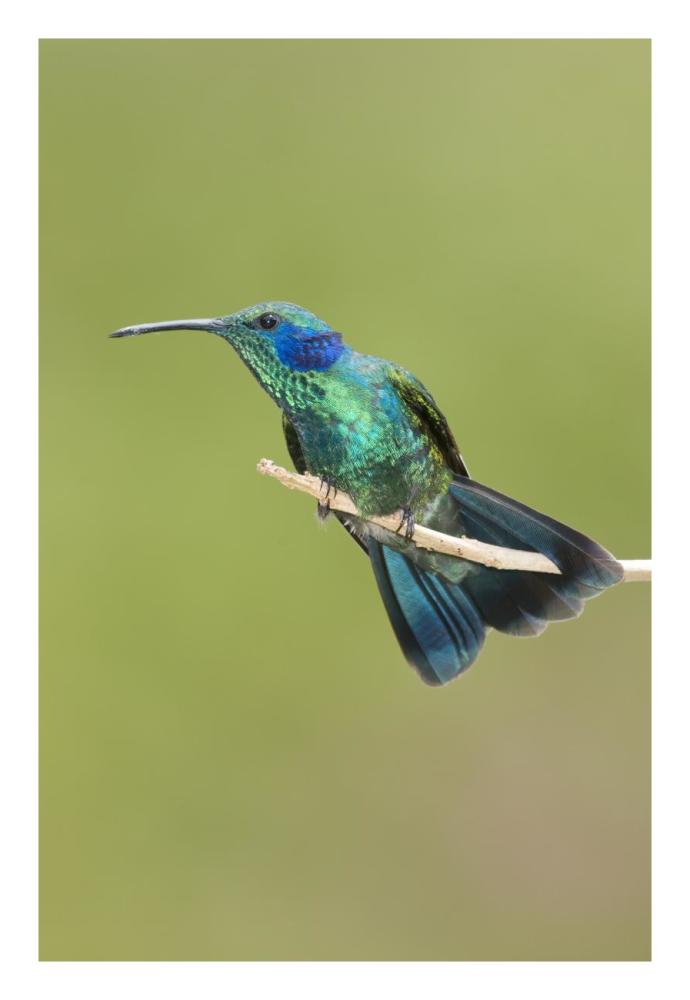 Green Violet-ear hummingbird, Costa Rica-Paper Art-18"x26"