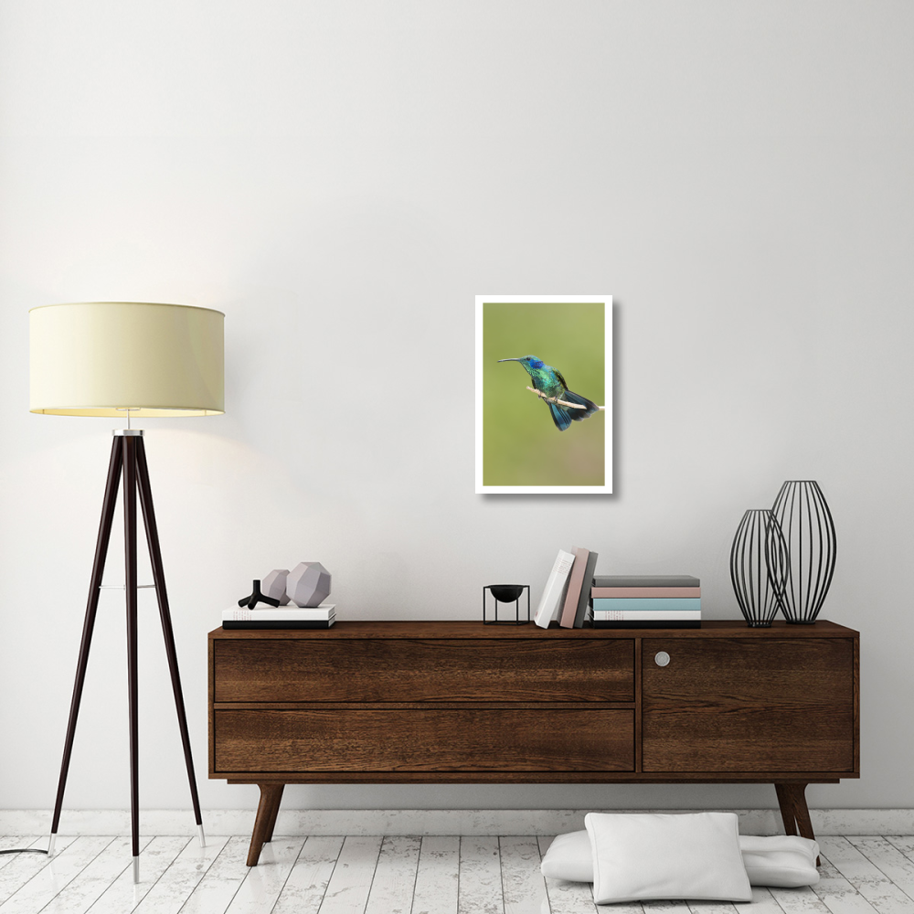 Green Violet-ear hummingbird, Costa Rica-Paper Art-18&quotx26"
