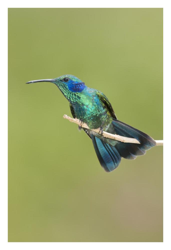 Green Violet-ear hummingbird, Costa Rica-Paper Art-22"x32"