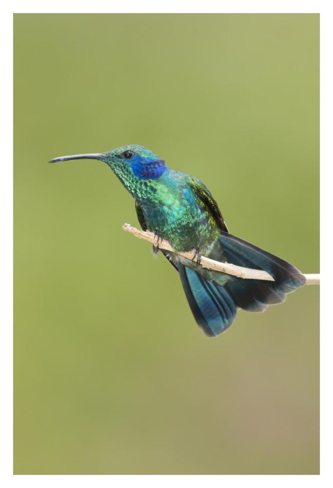 Green Violet-ear hummingbird, Costa Rica-Paper Art-26"x38"