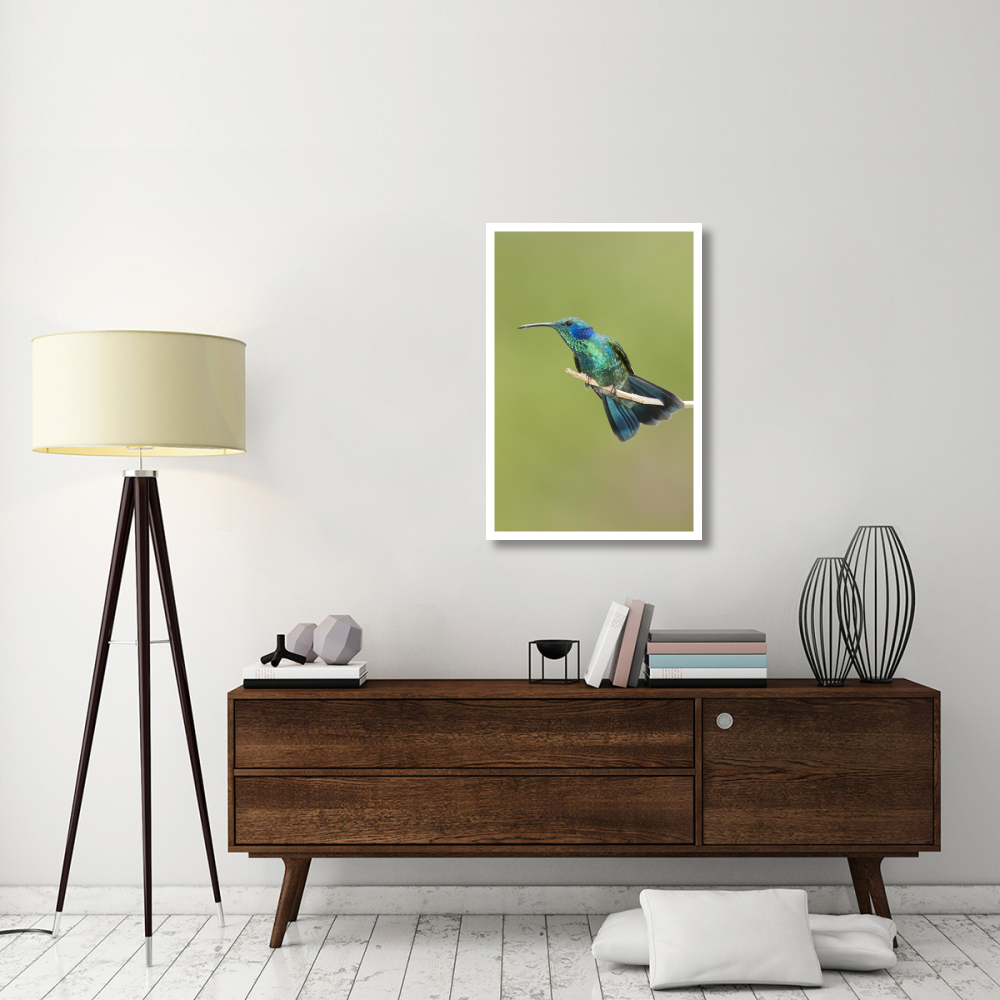 Green Violet-ear hummingbird, Costa Rica-Paper Art-26&quotx38"