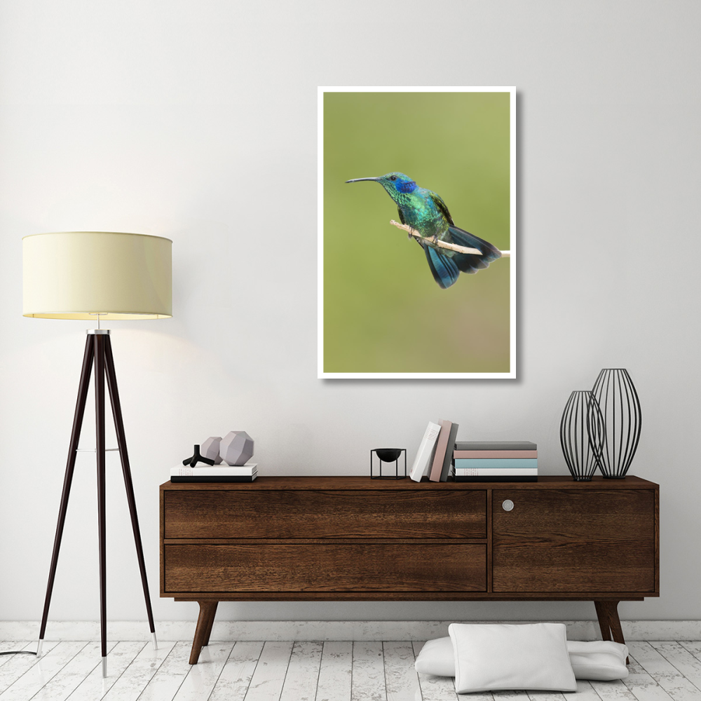 Green Violet-ear hummingbird, Costa Rica-Paper Art-34&quotx50"