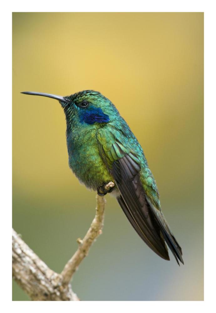 Green Violet-ear hummingbird, Costa Rica-Paper Art-18"x26"