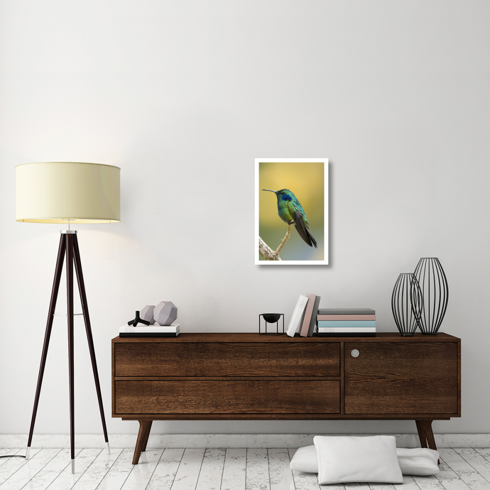 Green Violet-ear hummingbird, Costa Rica-Paper Art-18&quotx26"