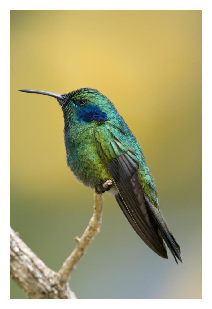 Green Violet-ear hummingbird, Costa Rica-Paper Art-22"x32"